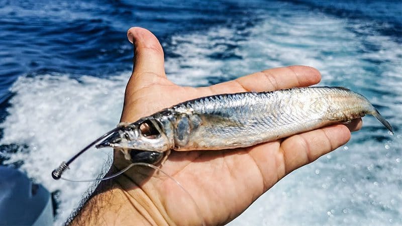 Pescar un vela solo!