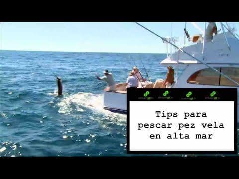 Tips para pescar vela