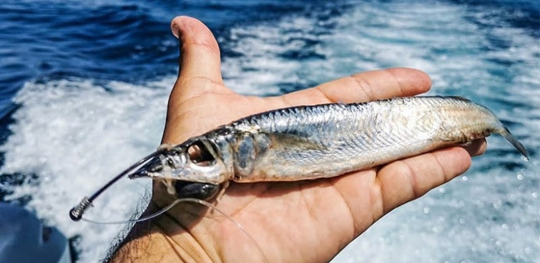 Pescar un vela solo!